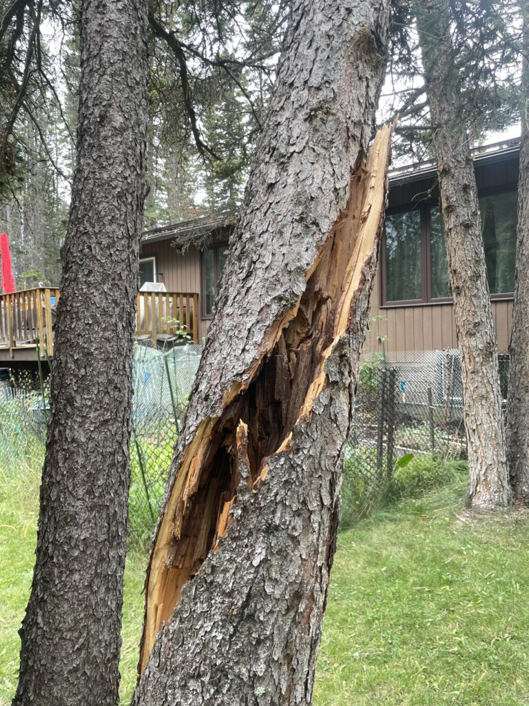 Split damaged tree trunk leaning over a Knoxville yard, removed before it fell
