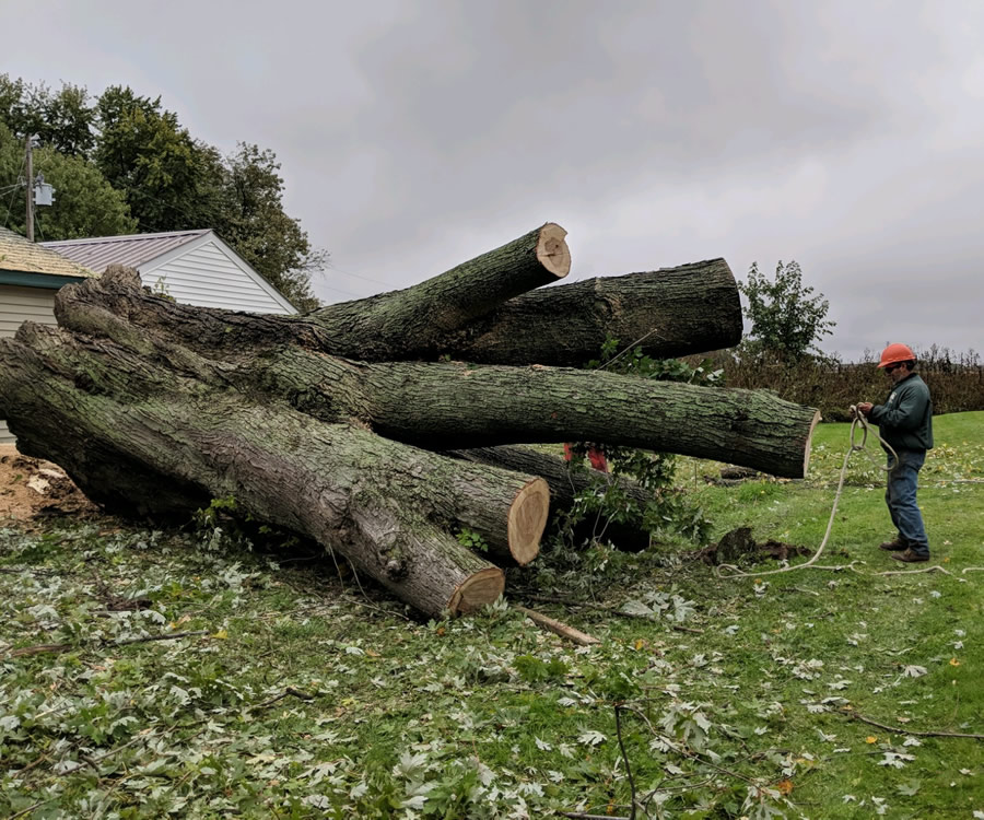 Crew rigging a large felled tree for removal on a Knoxville property