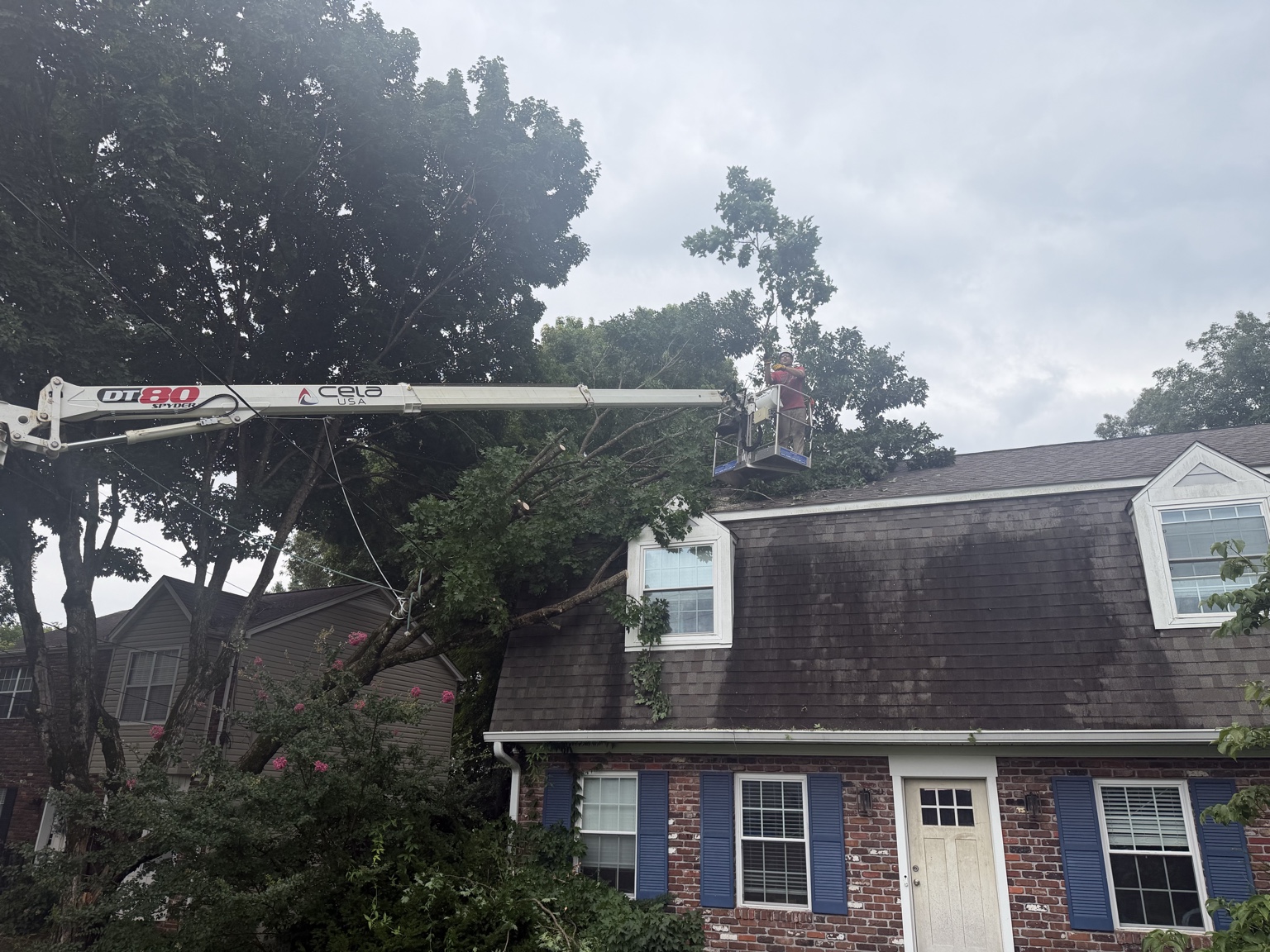 Tree Feller bucket truck handling a tree close to a Knoxville home