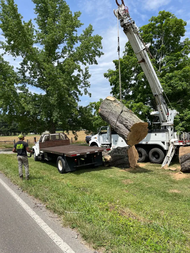 Crane lifting a large tree section onto a truck at a Knoxville tree removal site