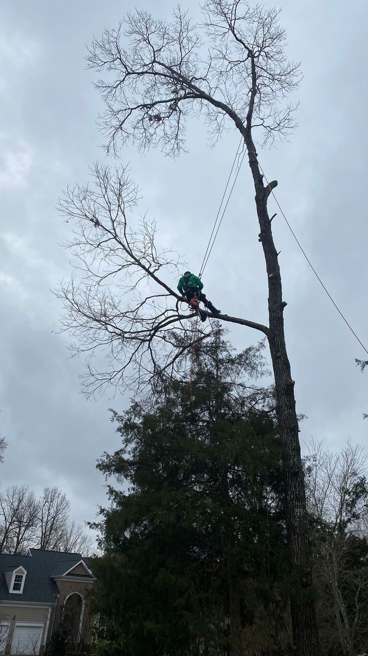 Tree Feller climber roping down limbs high in a tree above a Knoxville home
