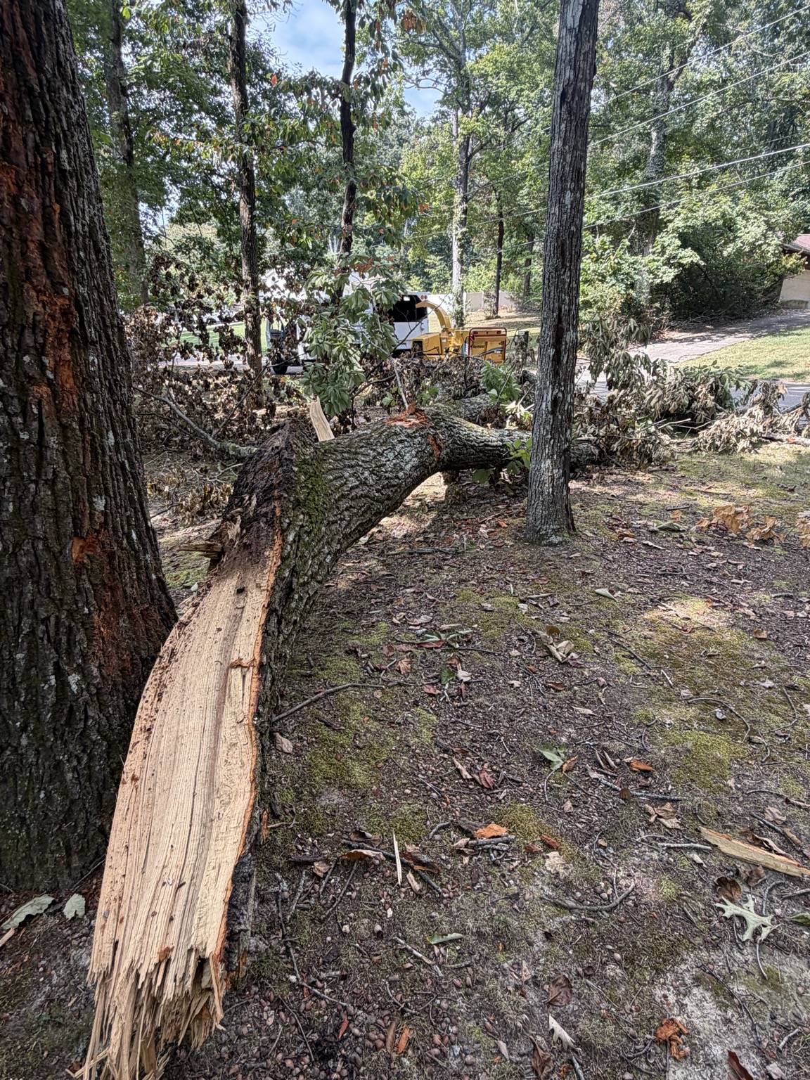 Broken tree limb at a Knoxville storm cleanup site